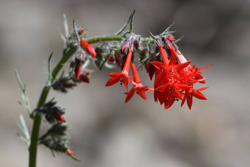 Scarlet Gilia